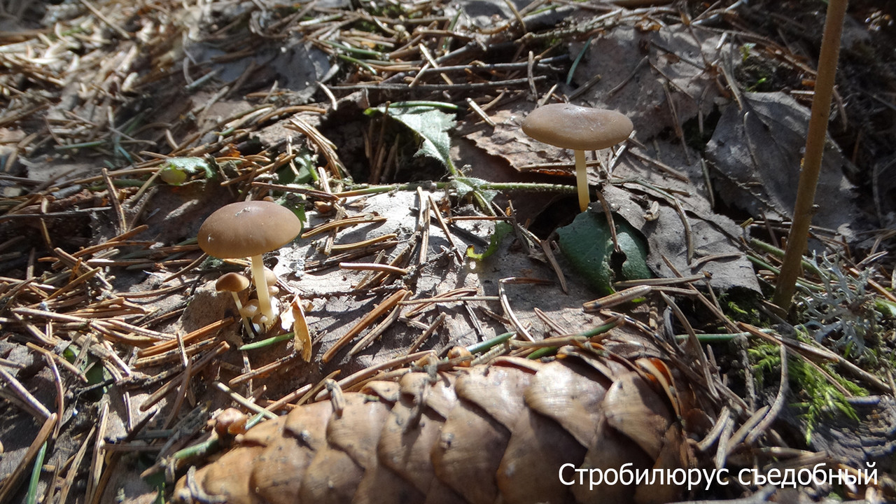 Стробилюрус съедобный (1)